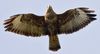 Buse variable