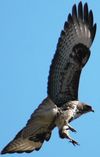 Buse variable