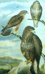Buse variable