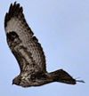 Buse variable