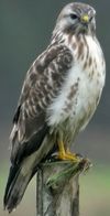 Buse variable