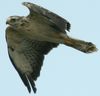 Buse variable