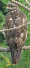 Buse variable