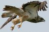 Buse variable