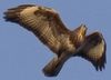 Buse variable