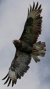Buse variable