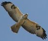 Buse variable