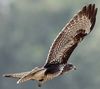 Buse variable