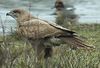 Buse variable
