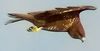 Buse variable