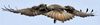 Buse variable