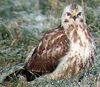 Buse variable