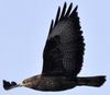 Buse variable