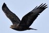 Buse variable