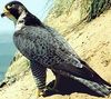 Faucon plerin