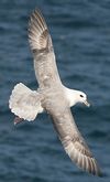 Fulmar boral