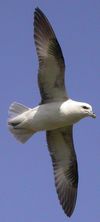 Fulmar boral