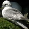 Fulmar boral