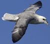 Fulmar boral