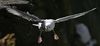 Fulmar boral