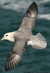 Fulmar boral