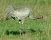 Grue cendre