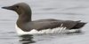 Guillemot de Trol