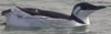 Guillemot de Trol