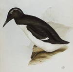 Guillemot de Trol