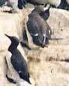 Guillemot de Trol