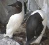 Guillemot de Trol