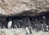 Guillemot de Trol