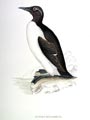 Guillemot de Trol