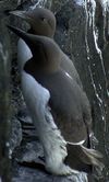 Guillemot de Trol